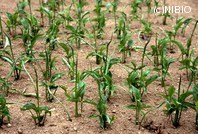 http://mpdb.nibiohn.go.jp/CONTENTS_ROOT/PLANT_PHOTO_DATA/PHOTO_FILE/thumbnail/673.jpg