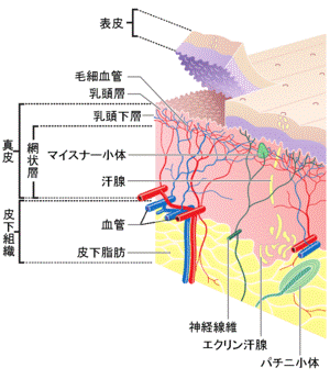 https://upload.wikimedia.org/wikipedia/commons/thumb/d/d8/Jpn_skin_layers.PNG/300px-Jpn_skin_layers.PNG