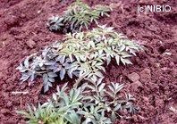 http://mpdb.nibiohn.go.jp/CONTENTS_ROOT/PLANT_PHOTO_DATA/PHOTO_FILE/thumbnail/685.jpg
