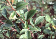 http://mpdb.nibiohn.go.jp/CONTENTS_ROOT/PLANT_PHOTO_DATA/PHOTO_FILE/thumbnail/694.jpg