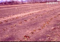 http://mpdb.nibiohn.go.jp/CONTENTS_ROOT/PLANT_PHOTO_DATA/PHOTO_FILE/thumbnail/952.jpg