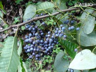 http://mpdb.nibiohn.go.jp/CONTENTS_ROOT/PLANT_PHOTO_DATA/PHOTO_FILE/thumbnail/715.jpg