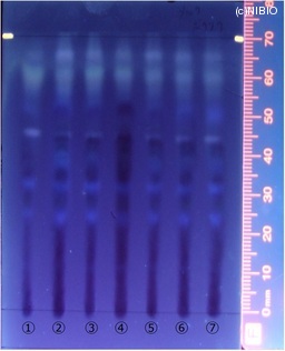 http://mpdb.nibiohn.go.jp/CONTENTS_ROOT/JP_IDENTIFICATION_PHOTO_DATA/JP_IDENTIFICATION_PHOTO_FILE/thumbnail/327.jpg