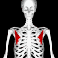 https://upload.wikimedia.org/wikipedia/commons/thumb/3/37/Pectoralis_minor_muscle_animation_small.gif/120px-Pectoralis_minor_muscle_animation_small.gif