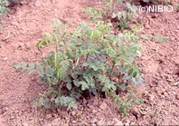 http://mpdb.nibiohn.go.jp/CONTENTS_ROOT/PLANT_PHOTO_DATA/PHOTO_FILE/thumbnail/180.jpg
