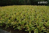 http://mpdb.nibiohn.go.jp/CONTENTS_ROOT/PLANT_PHOTO_DATA/PHOTO_FILE/thumbnail/142.jpg