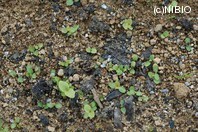 http://mpdb.nibiohn.go.jp/CONTENTS_ROOT/PLANT_PHOTO_DATA/PHOTO_FILE/thumbnail/207.jpg