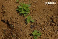 http://mpdb.nibiohn.go.jp/CONTENTS_ROOT/PLANT_PHOTO_DATA/PHOTO_FILE/thumbnail/228.jpg
