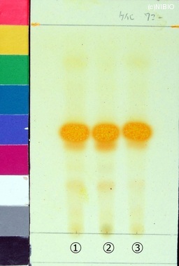 http://mpdb.nibiohn.go.jp/CONTENTS_ROOT/JP_IDENTIFICATION_PHOTO_DATA/JP_IDENTIFICATION_PHOTO_FILE/thumbnail/97.jpg