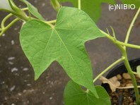 http://mpdb.nibiohn.go.jp/CONTENTS_ROOT/PLANT_PHOTO_DATA/PHOTO_FILE/thumbnail/1184.jpg