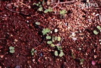 http://mpdb.nibiohn.go.jp/CONTENTS_ROOT/PLANT_PHOTO_DATA/PHOTO_FILE/thumbnail/263.jpg