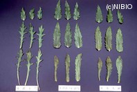 http://mpdb.nibiohn.go.jp/CONTENTS_ROOT/PLANT_PHOTO_DATA/PHOTO_FILE/thumbnail/282.jpg