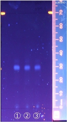 http://mpdb.nibiohn.go.jp/CONTENTS_ROOT/JP_IDENTIFICATION_PHOTO_DATA/JP_IDENTIFICATION_PHOTO_FILE/thumbnail/181.jpg