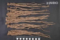 http://mpdb.nibiohn.go.jp/CONTENTS_ROOT/PLANT_PHOTO_DATA/PHOTO_FILE/thumbnail/309.jpg