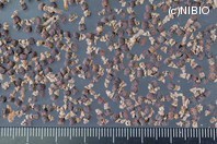 http://mpdb.nibiohn.go.jp/CONTENTS_ROOT/PLANT_PHOTO_DATA/PHOTO_FILE/thumbnail/328.jpg