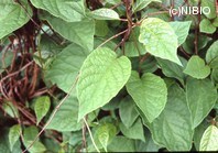 http://mpdb.nibiohn.go.jp/CONTENTS_ROOT/PLANT_PHOTO_DATA/PHOTO_FILE/thumbnail/1203.jpg