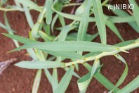 http://mpdb.nibiohn.go.jp/CONTENTS_ROOT/PLANT_PHOTO_DATA/PHOTO_FILE/thumbnail/341.jpg