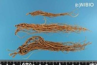 http://mpdb.nibiohn.go.jp/CONTENTS_ROOT/PLANT_PHOTO_DATA/PHOTO_FILE/thumbnail/353.jpg