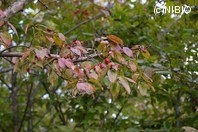 http://mpdb.nibiohn.go.jp/CONTENTS_ROOT/PLANT_PHOTO_DATA/PHOTO_FILE/thumbnail/389.jpg