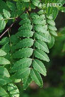 http://mpdb.nibiohn.go.jp/CONTENTS_ROOT/PLANT_PHOTO_DATA/PHOTO_FILE/thumbnail/400.jpg
