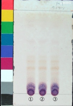 http://mpdb.nibiohn.go.jp/CONTENTS_ROOT/JP_IDENTIFICATION_PHOTO_DATA/JP_IDENTIFICATION_PHOTO_FILE/thumbnail/225.jpg