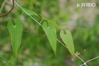 http://mpdb.nibiohn.go.jp/CONTENTS_ROOT/PLANT_PHOTO_DATA/PHOTO_FILE/thumbnail/403.jpg