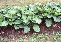 http://mpdb.nibiohn.go.jp/CONTENTS_ROOT/PLANT_PHOTO_DATA/PHOTO_FILE/thumbnail/493.jpg