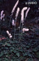 http://mpdb.nibiohn.go.jp/CONTENTS_ROOT/PLANT_PHOTO_DATA/PHOTO_FILE/thumbnail/510.jpg