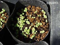 http://mpdb.nibiohn.go.jp/CONTENTS_ROOT/PLANT_PHOTO_DATA/PHOTO_FILE/thumbnail/1213.jpg