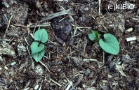 http://mpdb.nibiohn.go.jp/CONTENTS_ROOT/PLANT_PHOTO_DATA/PHOTO_FILE/thumbnail/504.jpg