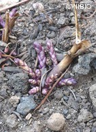 http://mpdb.nibiohn.go.jp/CONTENTS_ROOT/PLANT_PHOTO_DATA/PHOTO_FILE/thumbnail/531.jpg