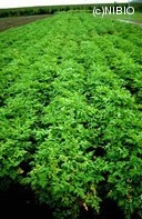 http://mpdb.nibiohn.go.jp/CONTENTS_ROOT/PLANT_PHOTO_DATA/PHOTO_FILE/thumbnail/545.jpg