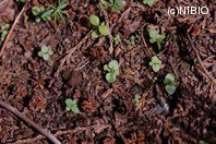 http://mpdb.nibiohn.go.jp/CONTENTS_ROOT/PLANT_PHOTO_DATA/PHOTO_FILE/thumbnail/569.jpg