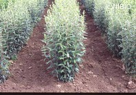 http://mpdb.nibiohn.go.jp/CONTENTS_ROOT/PLANT_PHOTO_DATA/PHOTO_FILE/thumbnail/588.jpg