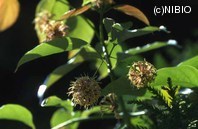 http://mpdb.nibiohn.go.jp/CONTENTS_ROOT/PLANT_PHOTO_DATA/PHOTO_FILE/thumbnail/820.jpg