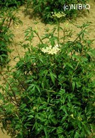 http://mpdb.nibiohn.go.jp/CONTENTS_ROOT/PLANT_PHOTO_DATA/PHOTO_FILE/thumbnail/627.jpg