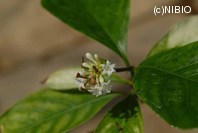 http://mpdb.nibiohn.go.jp/CONTENTS_ROOT/PLANT_PHOTO_DATA/PHOTO_FILE/thumbnail/1239.jpg