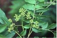 http://mpdb.nibiohn.go.jp/CONTENTS_ROOT/PLANT_PHOTO_DATA/PHOTO_FILE/thumbnail/1246.jpg
