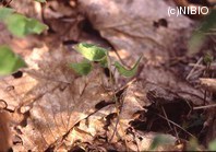 http://mpdb.nibiohn.go.jp/CONTENTS_ROOT/PLANT_PHOTO_DATA/PHOTO_FILE/thumbnail/893.jpg