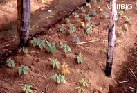 http://mpdb.nibiohn.go.jp/CONTENTS_ROOT/PLANT_PHOTO_DATA/PHOTO_FILE/thumbnail/655.jpg