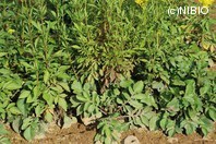 http://mpdb.nibiohn.go.jp/CONTENTS_ROOT/PLANT_PHOTO_DATA/PHOTO_FILE/thumbnail/1285.jpg