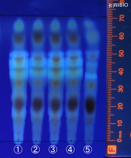 http://mpdb.nibiohn.go.jp/CONTENTS_ROOT/JP_IDENTIFICATION_PHOTO_DATA/JP_IDENTIFICATION_PHOTO_FILE/thumbnail/1308.jpg