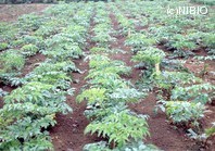 http://mpdb.nibiohn.go.jp/CONTENTS_ROOT/PLANT_PHOTO_DATA/PHOTO_FILE/thumbnail/686.jpg
