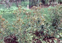 http://mpdb.nibiohn.go.jp/CONTENTS_ROOT/PLANT_PHOTO_DATA/PHOTO_FILE/thumbnail/695.jpg