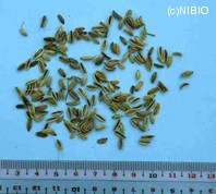 http://mpdb.nibiohn.go.jp/CONTENTS_ROOT/PLANT_PHOTO_DATA/PHOTO_FILE/thumbnail/37.jpg