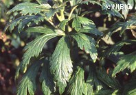 http://mpdb.nibiohn.go.jp/CONTENTS_ROOT/PLANT_PHOTO_DATA/PHOTO_FILE/thumbnail/953.jpg