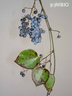 http://mpdb.nibiohn.go.jp/CONTENTS_ROOT/PLANT_PHOTO_DATA/PHOTO_FILE/thumbnail/716.jpg
