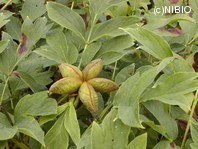 http://mpdb.nibiohn.go.jp/CONTENTS_ROOT/PLANT_PHOTO_DATA/PHOTO_FILE/thumbnail/743.jpg