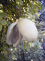 https://upload.wikimedia.org/wikipedia/commons/thumb/3/3b/Akebia_quinata_ABL.jpg/90px-Akebia_quinata_ABL.jpg