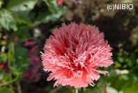 http://mpdb.nibiohn.go.jp/CONTENTS_ROOT/PLANT_PHOTO_DATA/PHOTO_FILE/thumbnail/1024.jpg